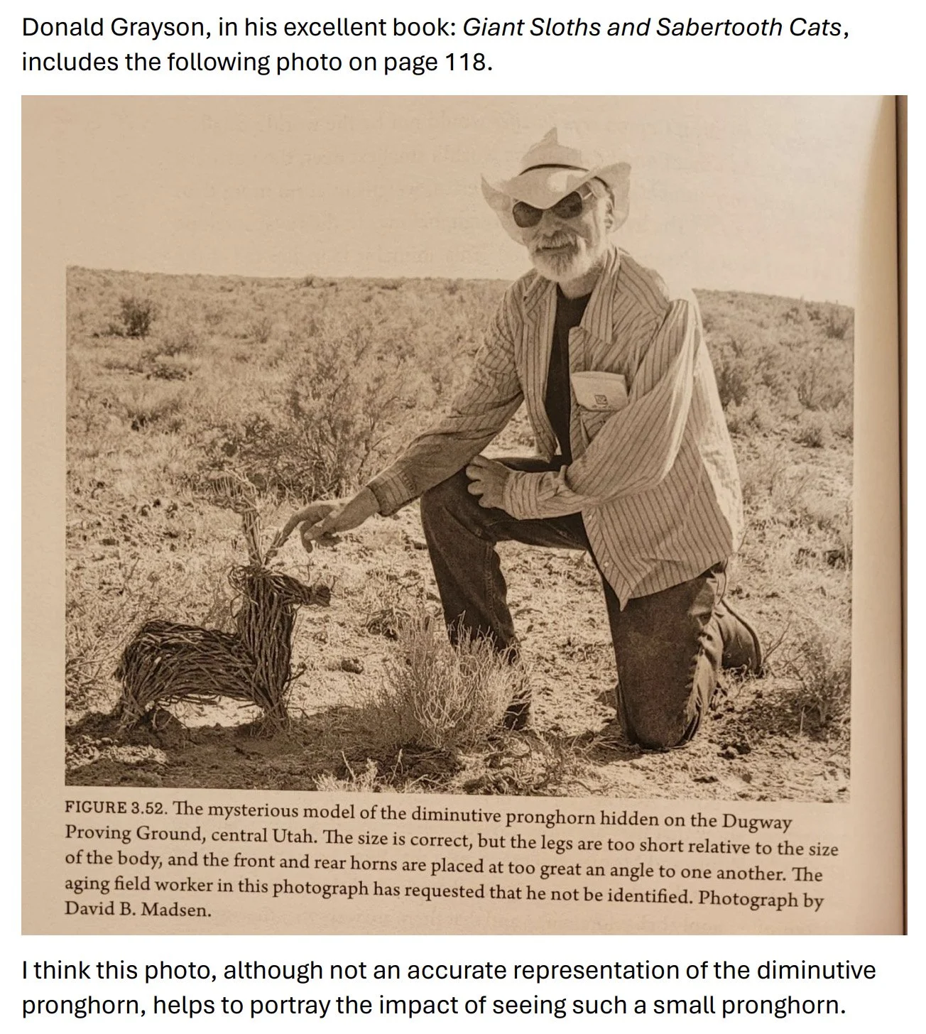 donald grayson-sloths.jpg