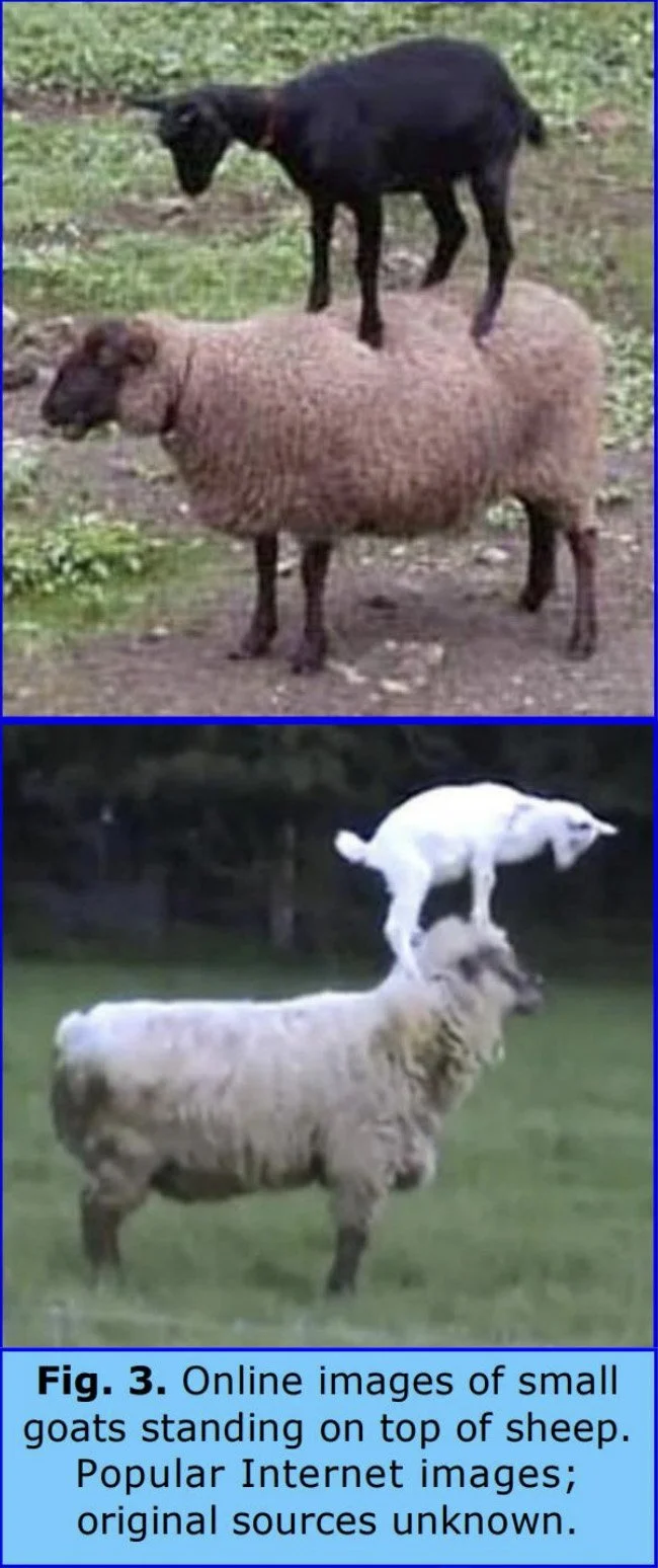 cat-on-sheep-back.jpg