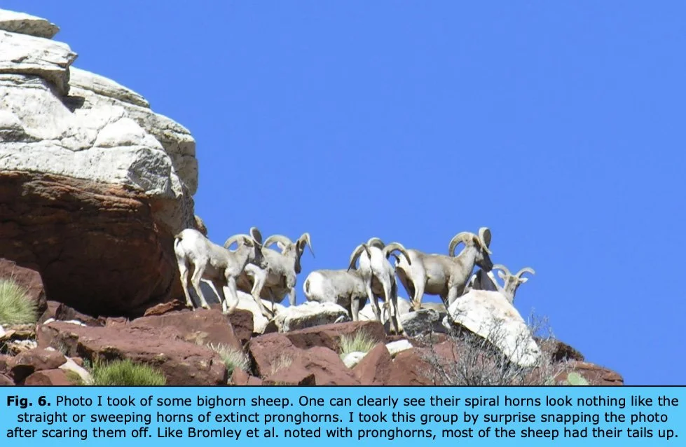 bighorn-sheep.jpg