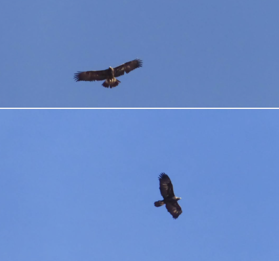 After we just finished documenting a Winter Solstice site, two young eagles appeared soaring overhead. 2018