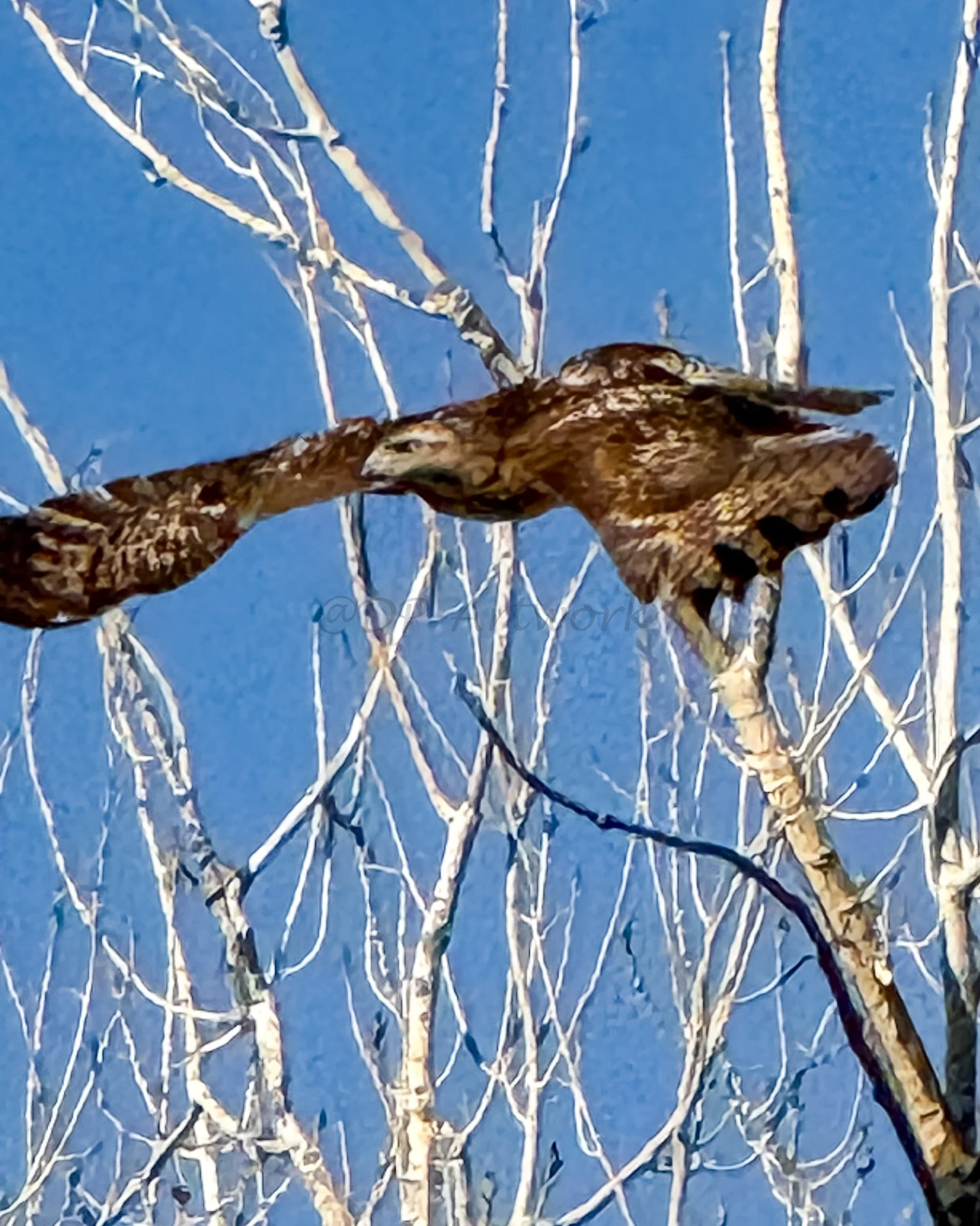 An action photo of a red-tailed hawk flying against a clear blue sky.