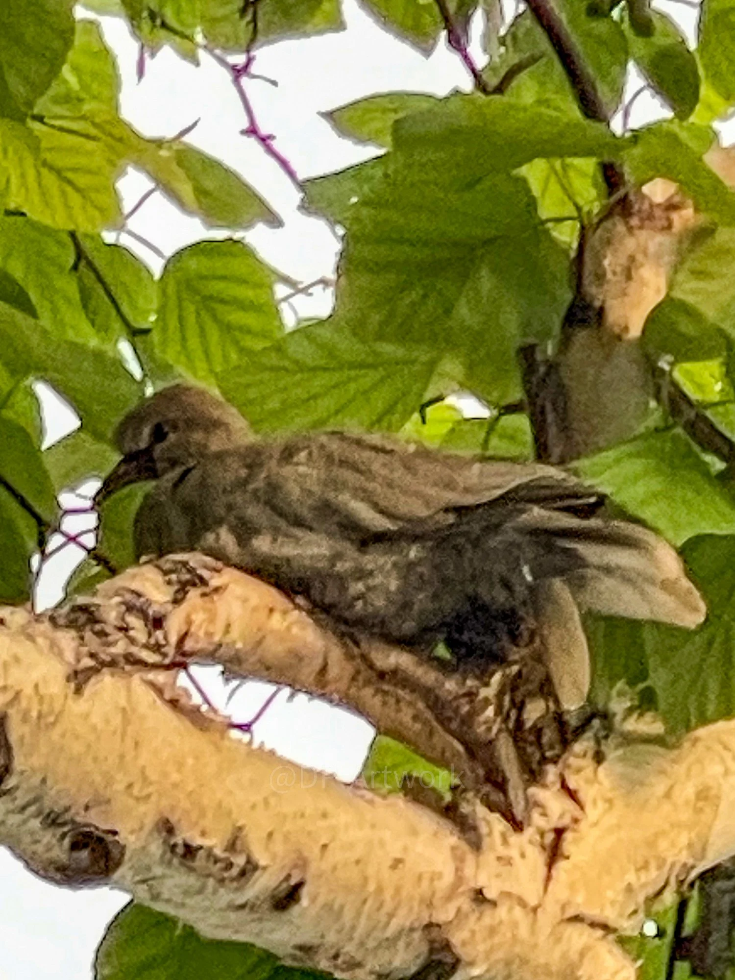 A small bird with brown and black feathers perched on a branch surrounded by green leaves. Possibly laying an egg.
