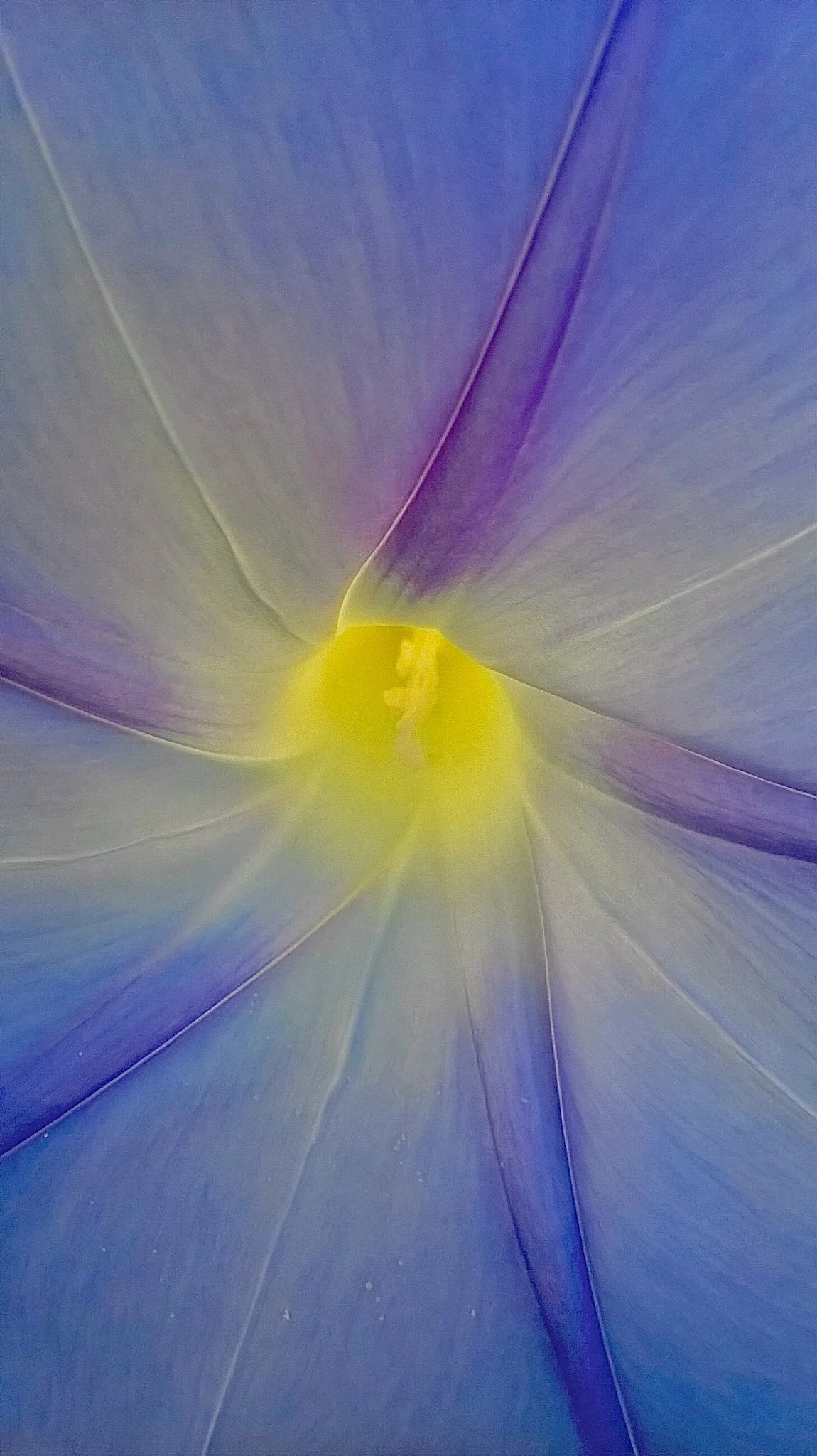 Morning glory.jpg