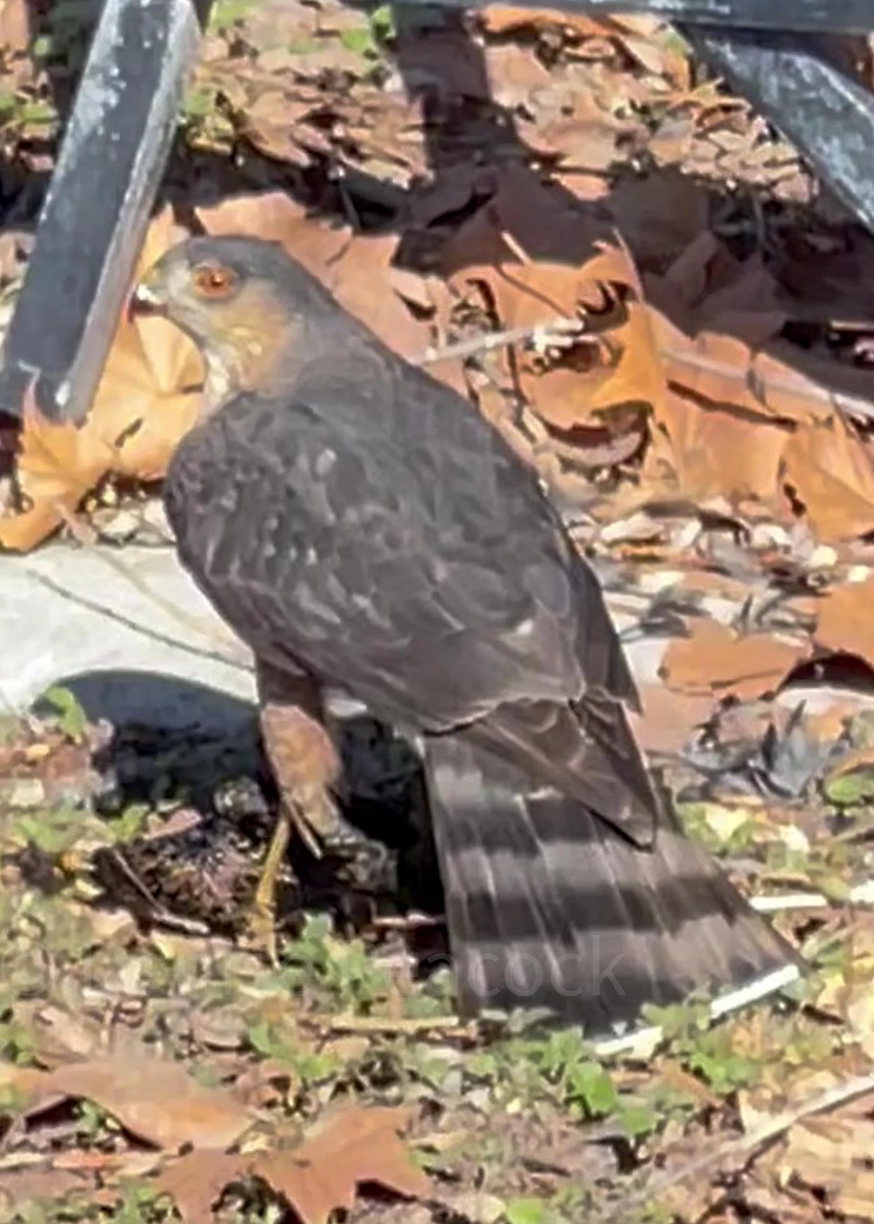Sharp-shinned Hawk.jpg