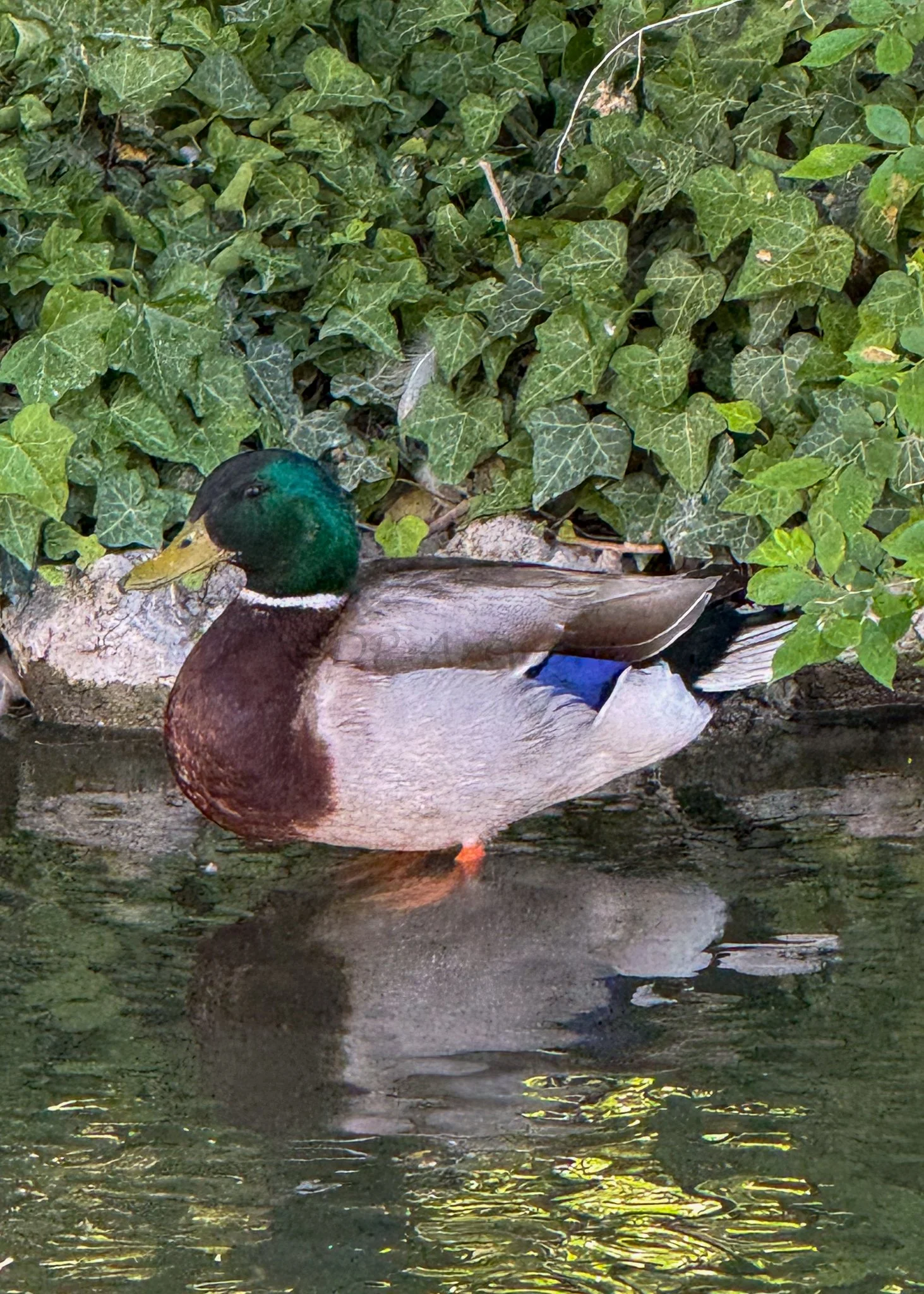 A male mallard duck with a green head, brown chest, and blue wing patch floating on water near green leafy bushes.