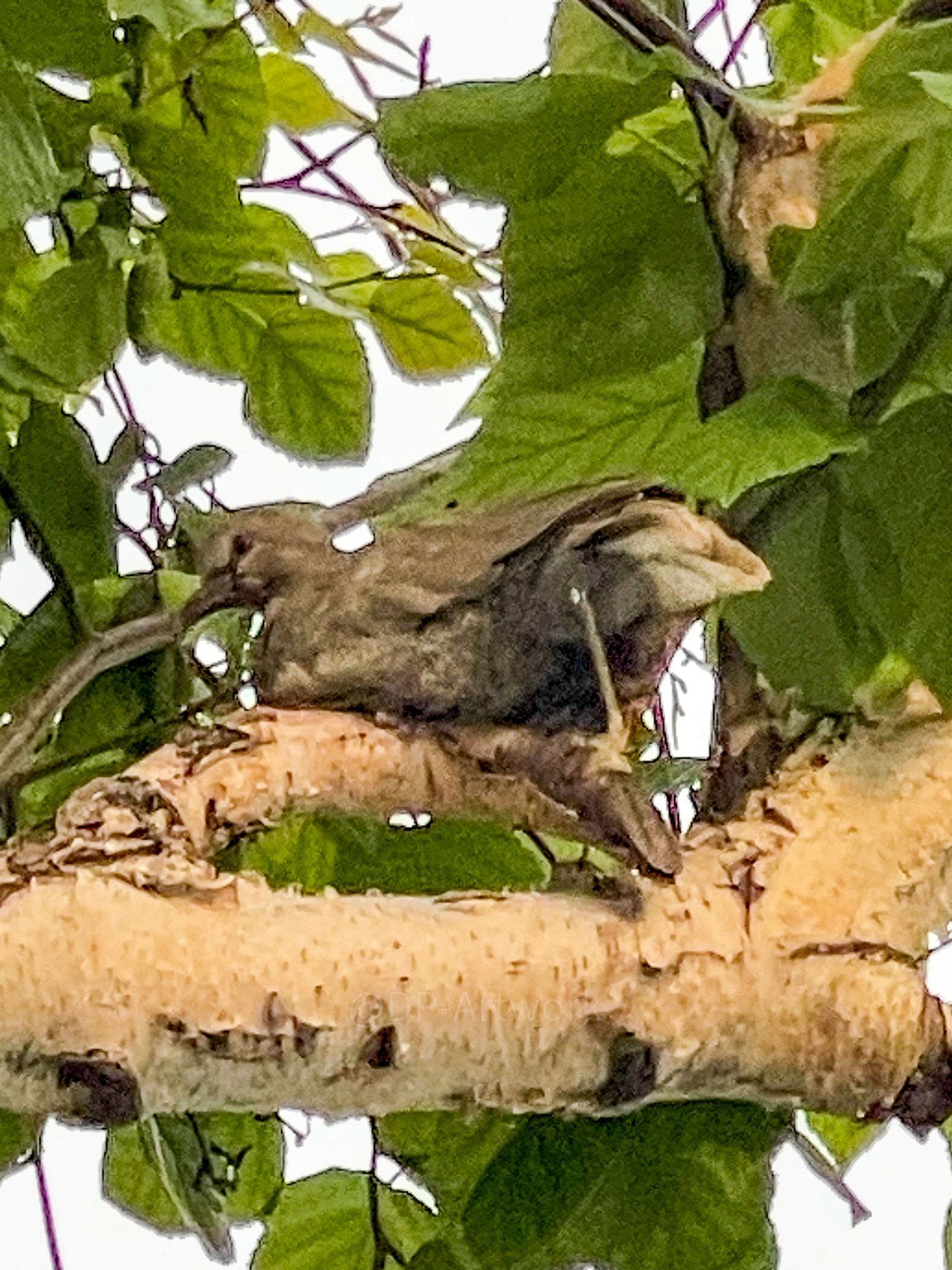 A bird in a tree branch surrounded by green leaves. Possibly laying an egg or adjusting herself over one.