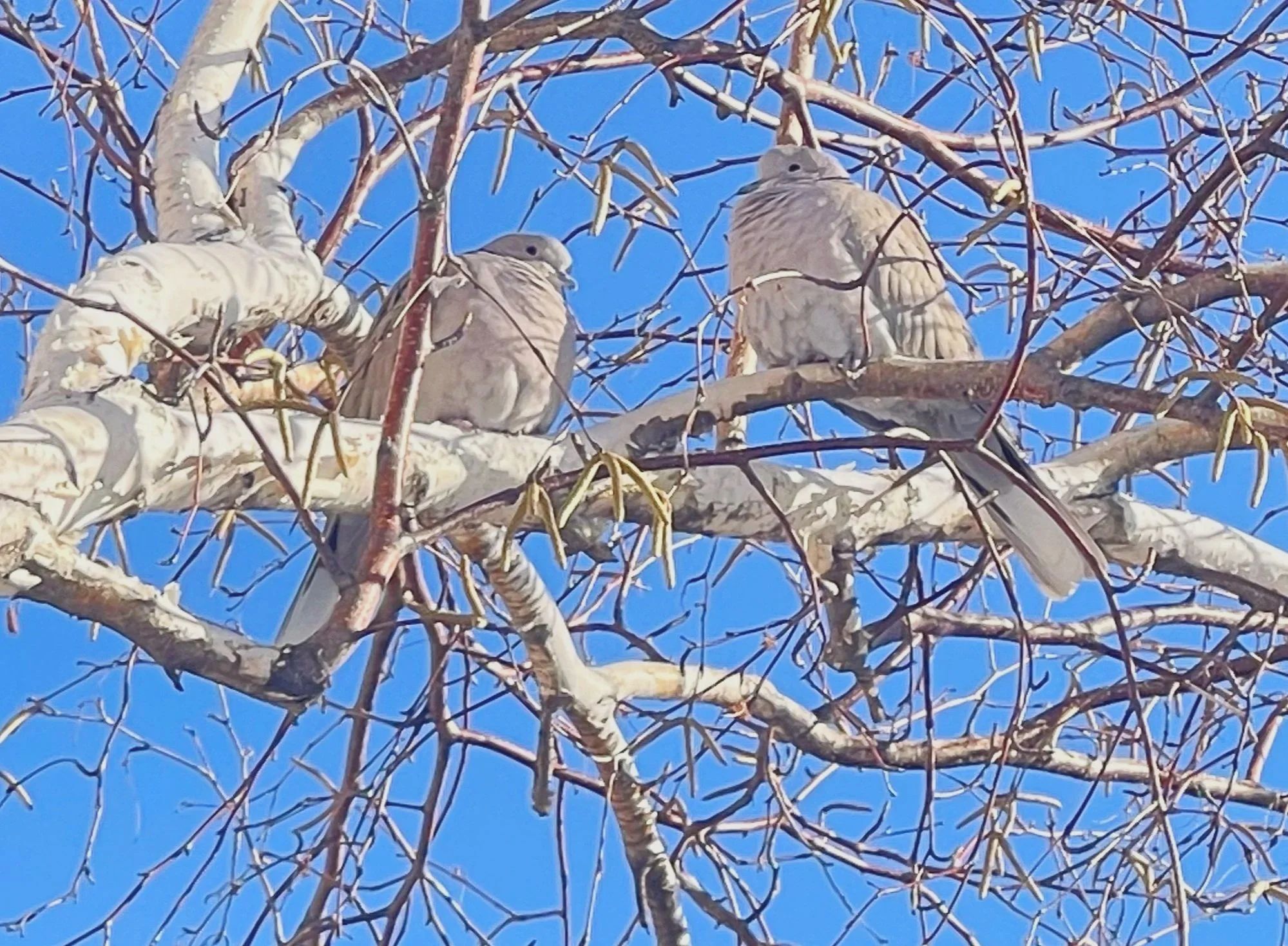 Two birds, Eurasian -Collared Doves perched on a snow-covered tree branch with a bright blue sky in the background.