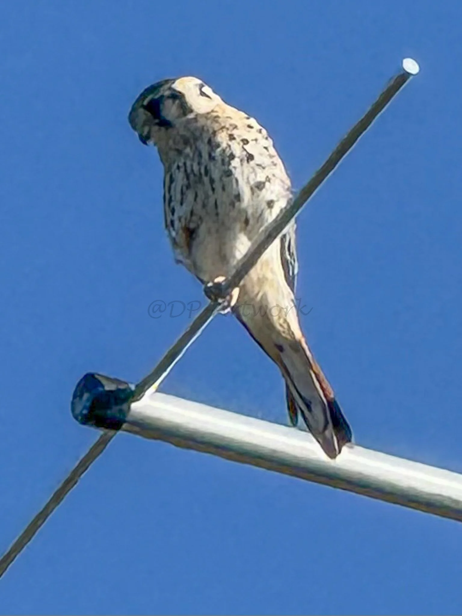 A falcon is perched on a metal rod against a clear blue sky.