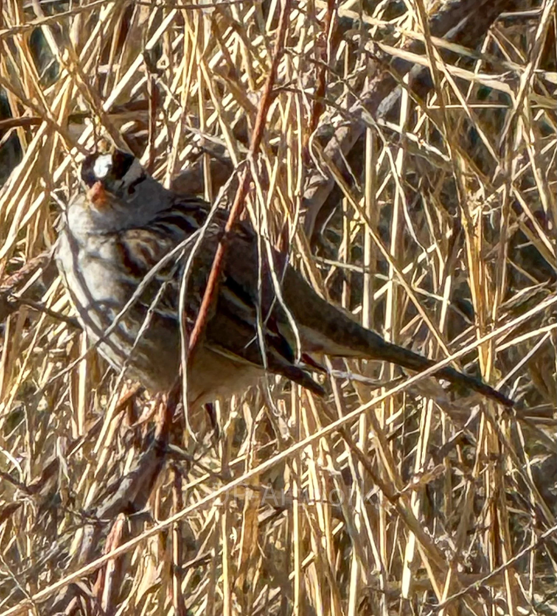 A small bird with brown, black, and white markings perched on dry grass, facing left.