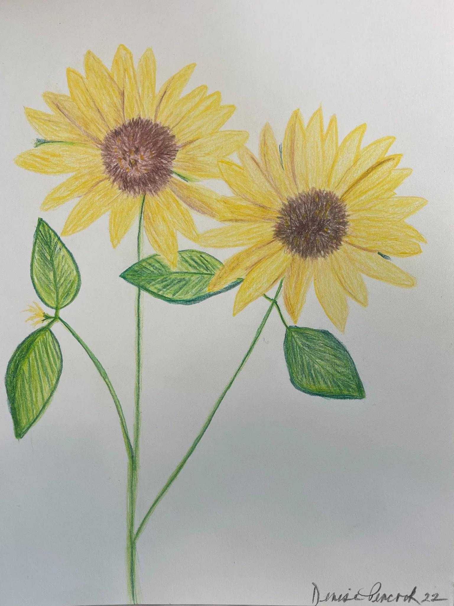 sunflower color pencil drawing.jpg