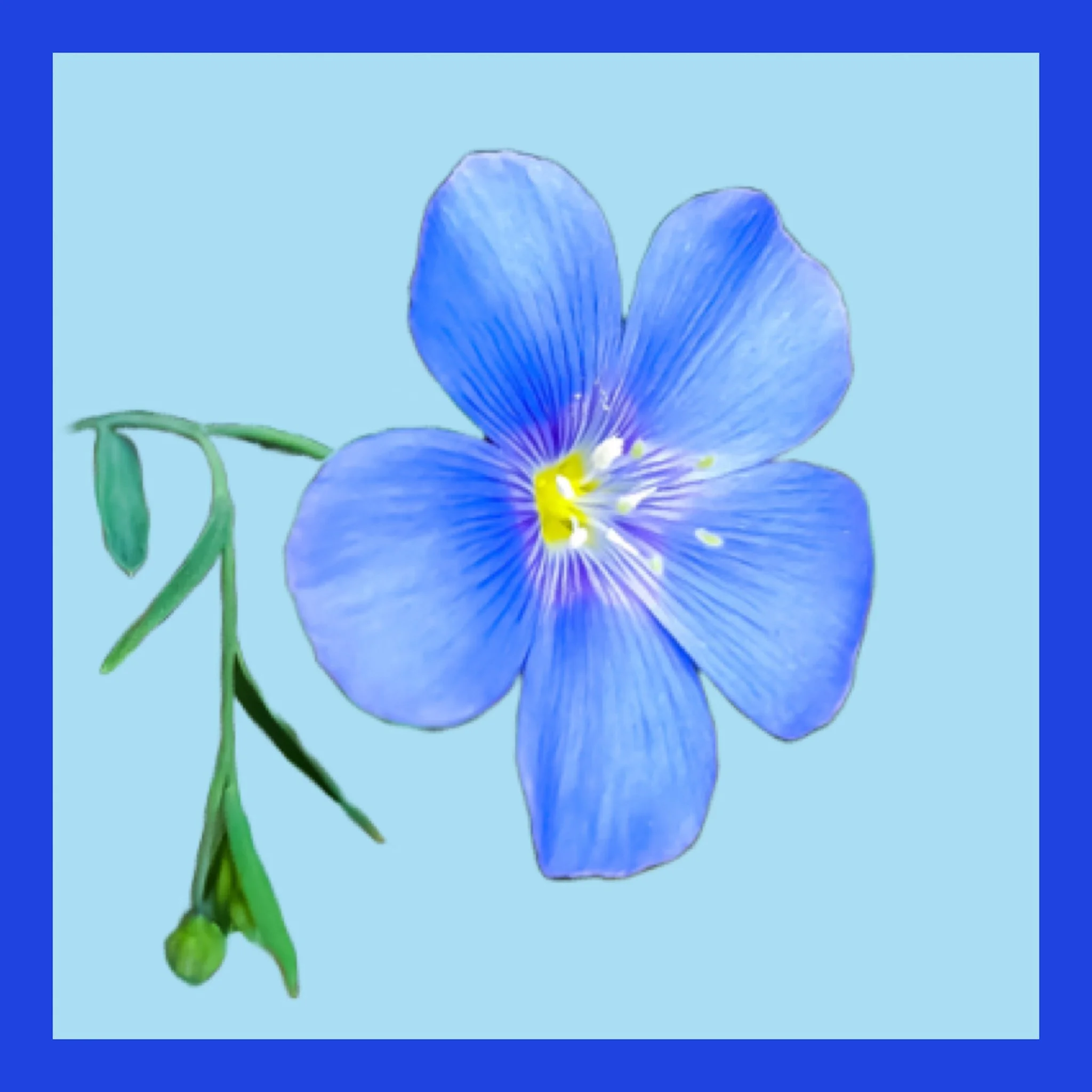 Blue cornflower 3d.jpg