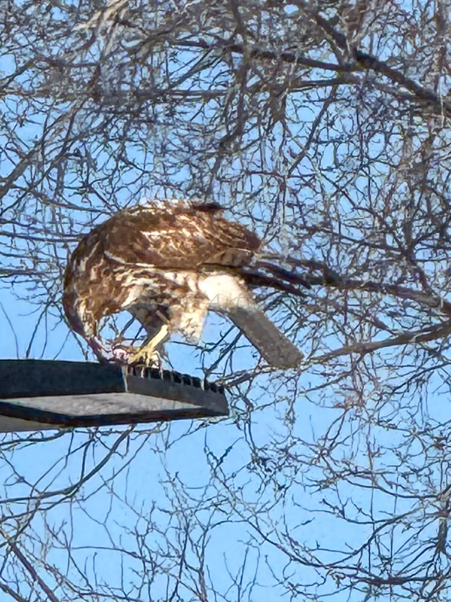A bird of prey, possibly a hawk, perched on a streetlight against a background of leafless tree branches and a clear blue sky.