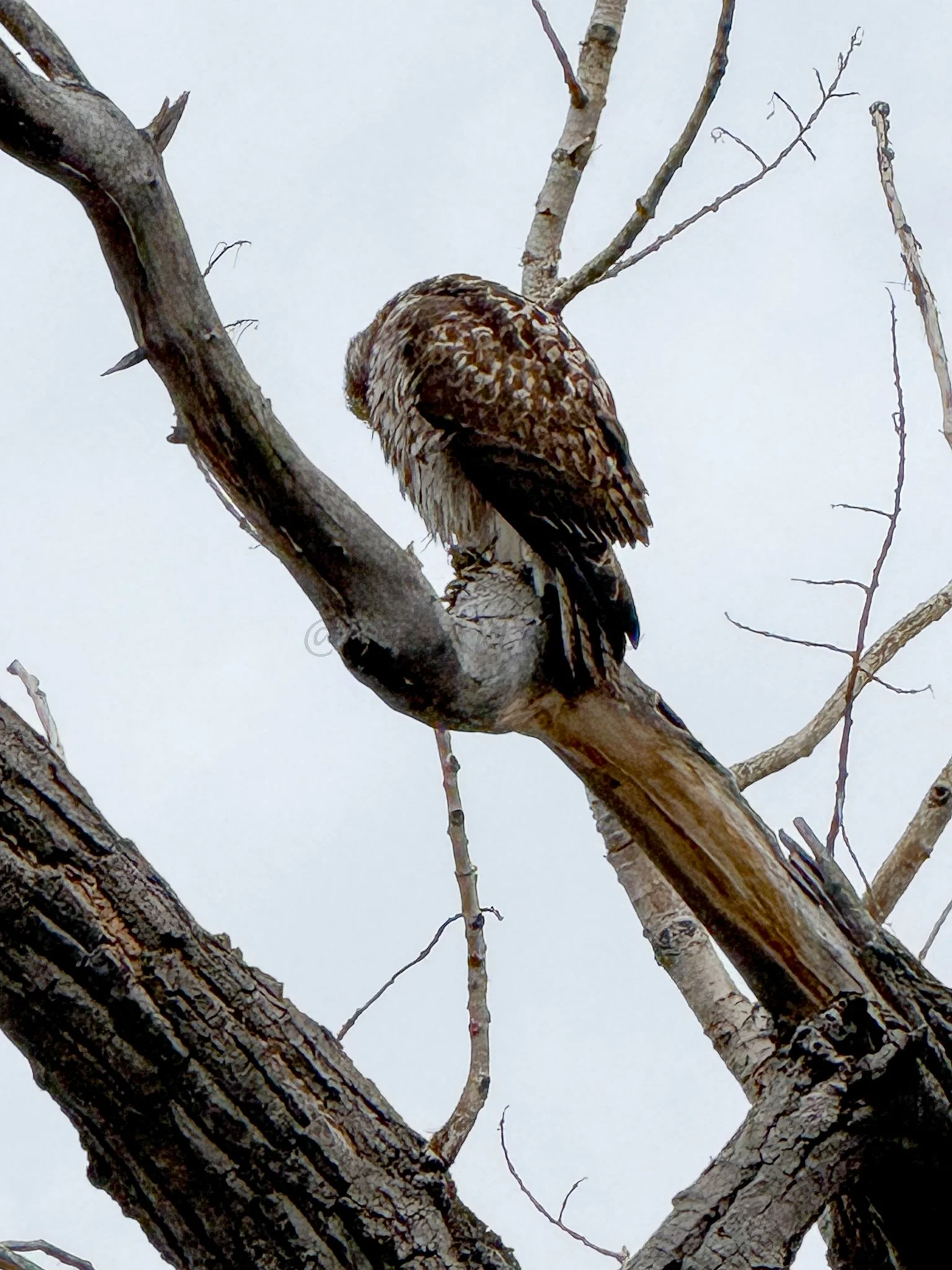 A bird perched on a leafless tree branch, with a plain sky background.