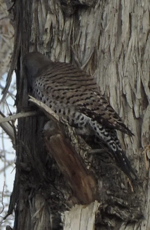 Northern Flicker bird on tree trunk