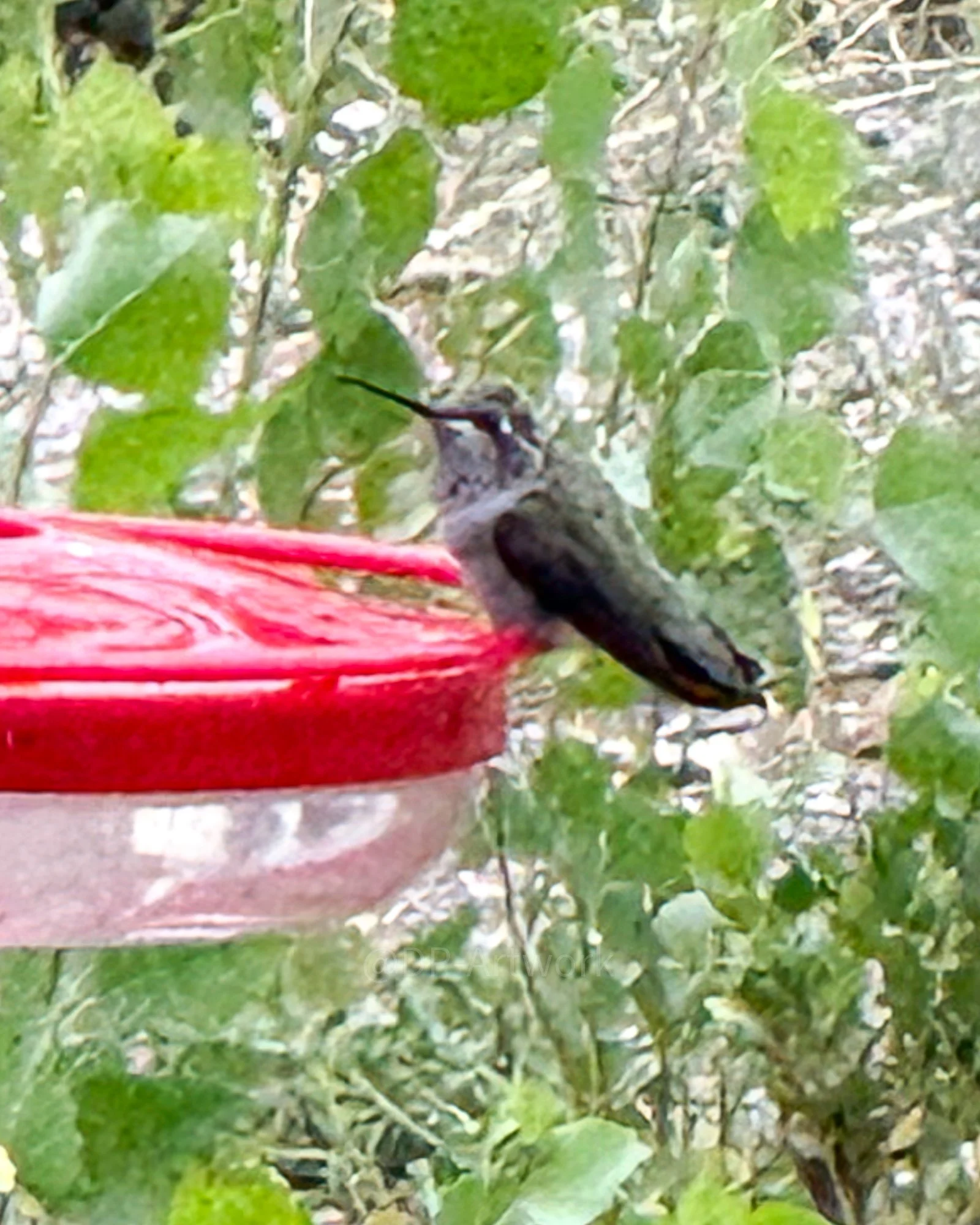 A hummingbird feeding at a red hummingbird feeder, surrounded by green leaves and garden ground.