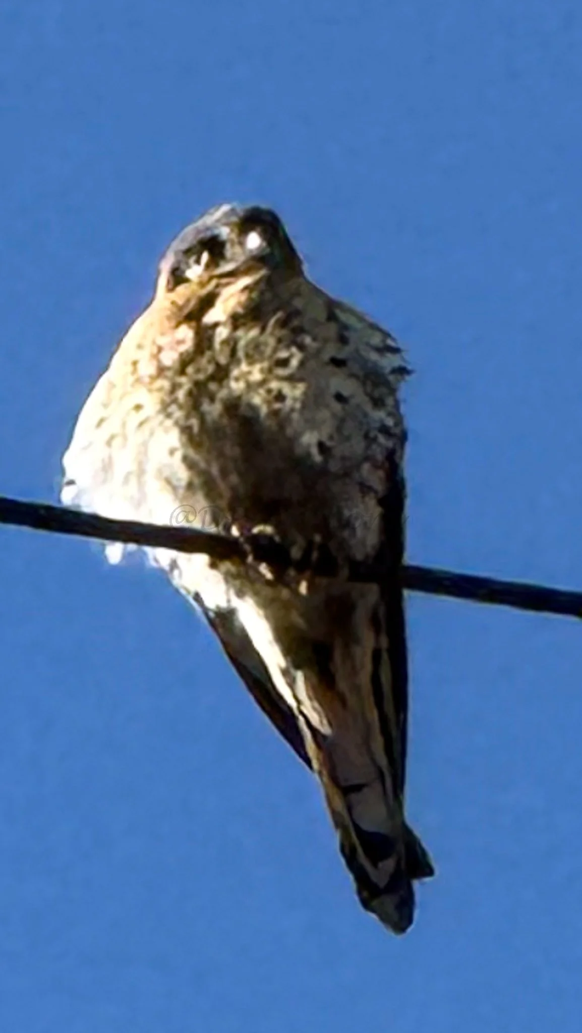 Close-up of a bird perched on a wire against a clear blue sky.