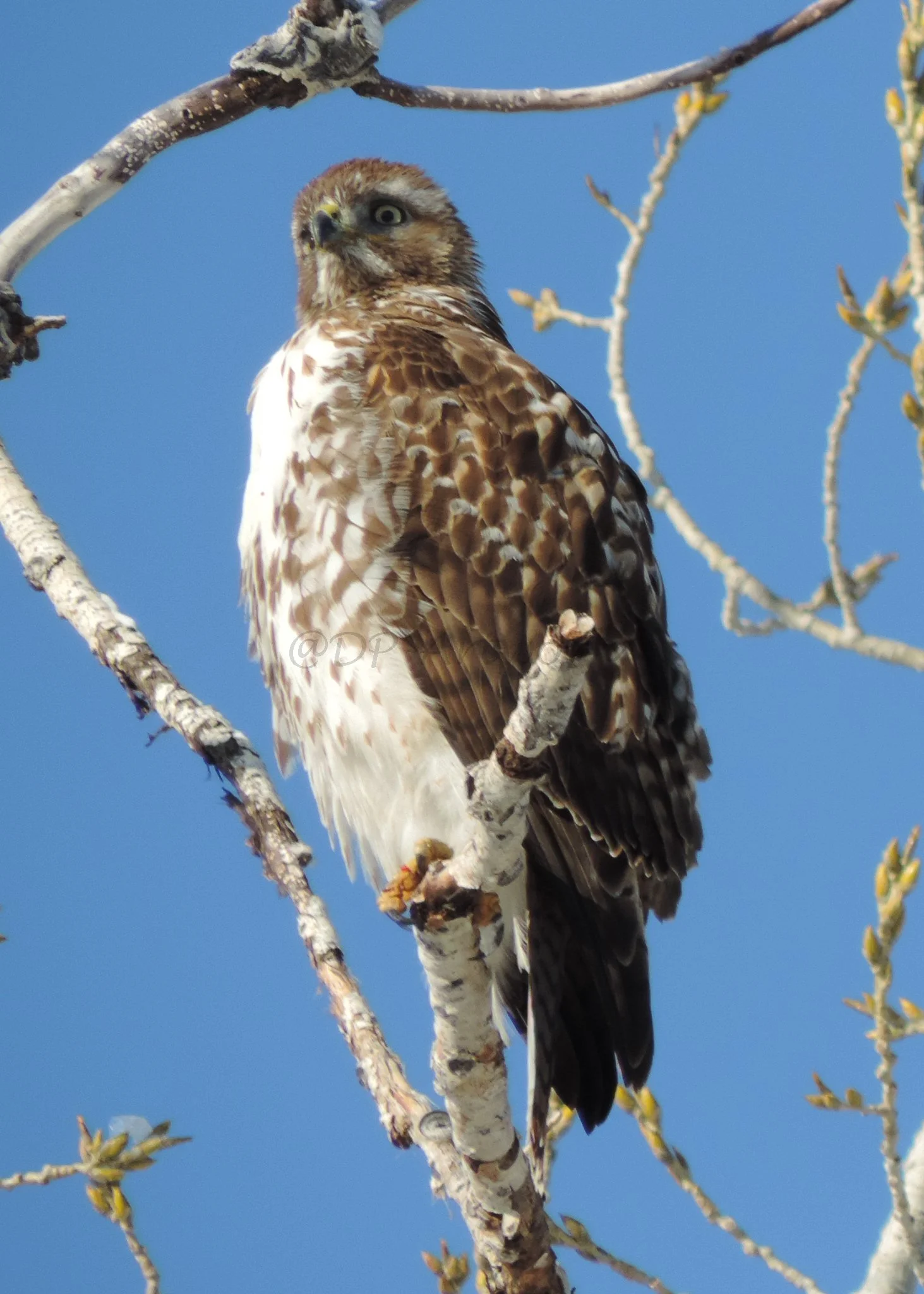 A hawk perching on a tree branch against a blue sky.