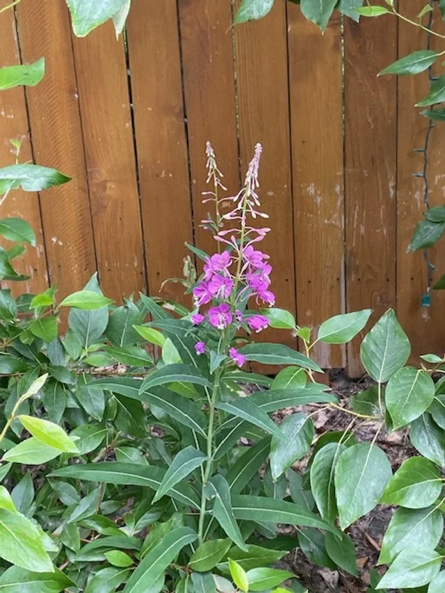 A plant with purple flowers growing in front of a wooden fence, surrounded by green leaves.