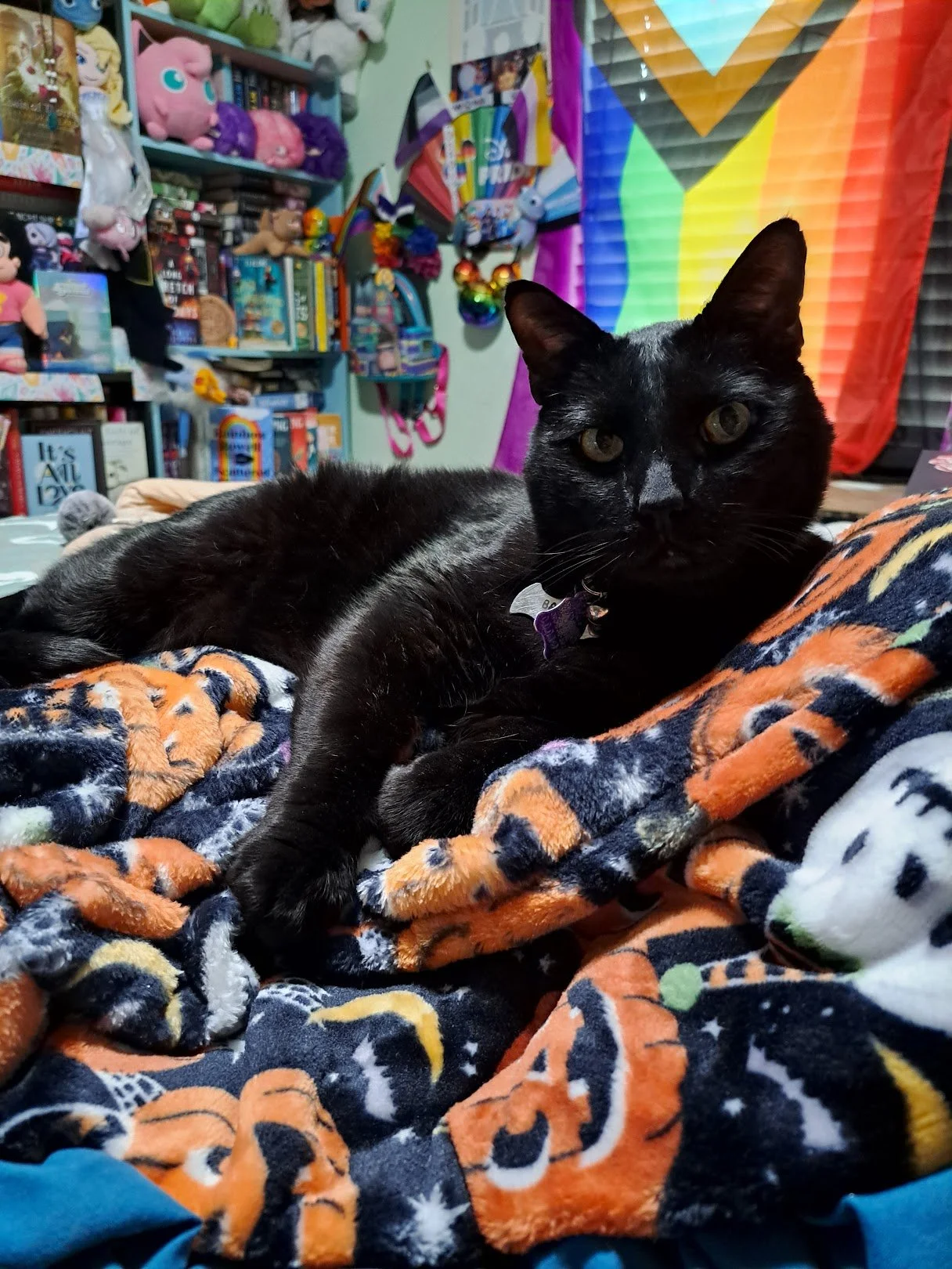A black cat lying on a blanket in a colorful room filled with books, stuffed animals, and rainbow-themed decorations.