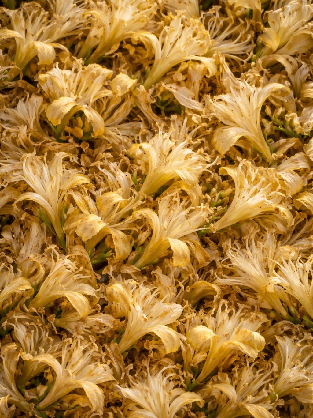 THE HERO TRIO

Honeysuckle Flower Extract. Fermented Rice Water. Honey.
Three thoughtfully selected ingredients, each chosen for its ability to support scalp health, strengthen the hair fiber, and enhance overall hair quality.

From soothing and anti