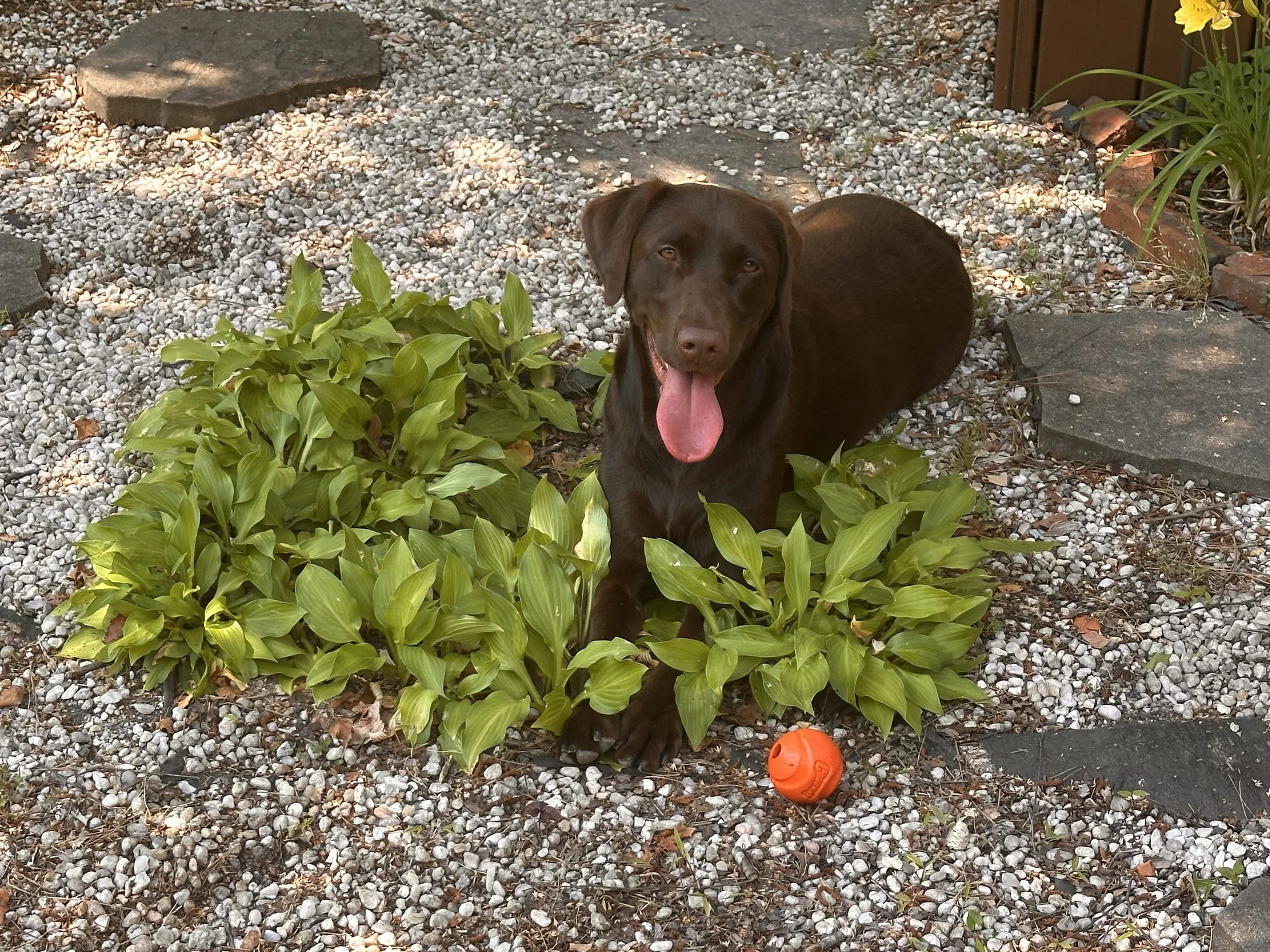 A brown dog with a pink tongue sitting on garden gravel beside green plants with large leaves, with a bright orange ball nearby, and a wooden fence in the background.