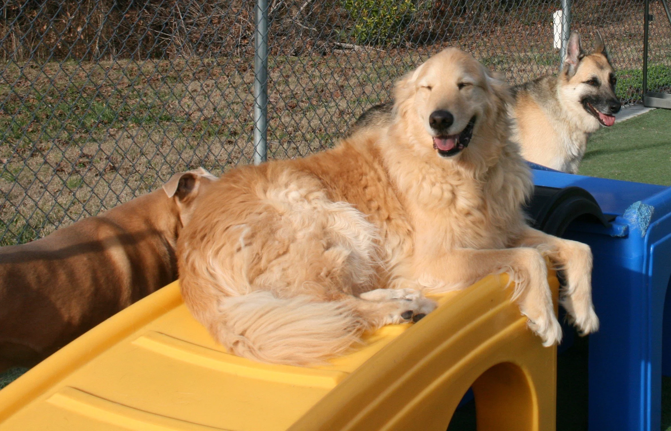 Raleigh Suite Paws & Pet Resort Spa Photo Gallery