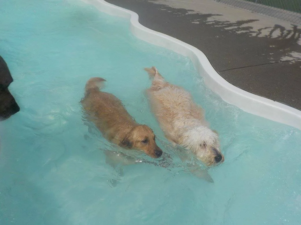 Suite Paws & Pet Resort Spa Photo Gallery