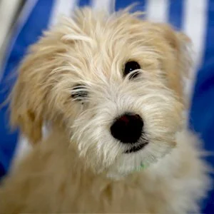 Cute fluffy beige puppy with one eye partially covered, sitting on a blue and white striped surface.
