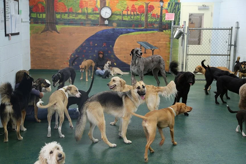 Suite Paws & Pet Resort Spa Photo Gallery