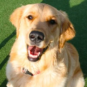 Golden retriever puppy outdoors on green grass, smiling with open mouth.