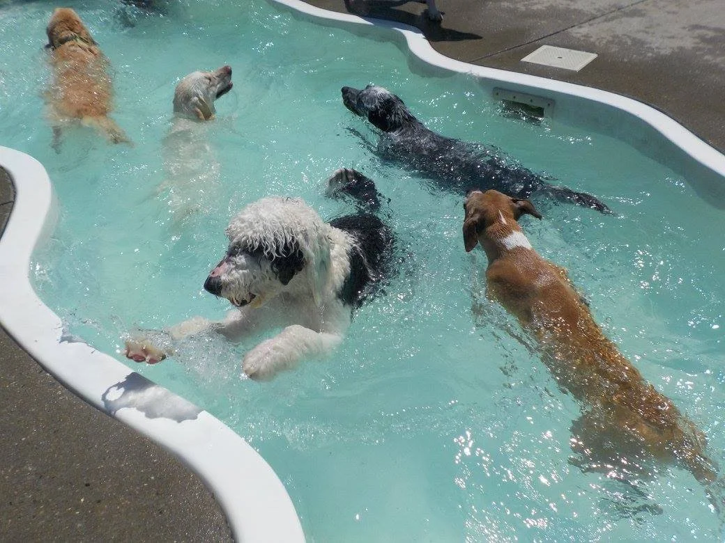 Suite Paws & Pet Resort Spa Photo Gallery