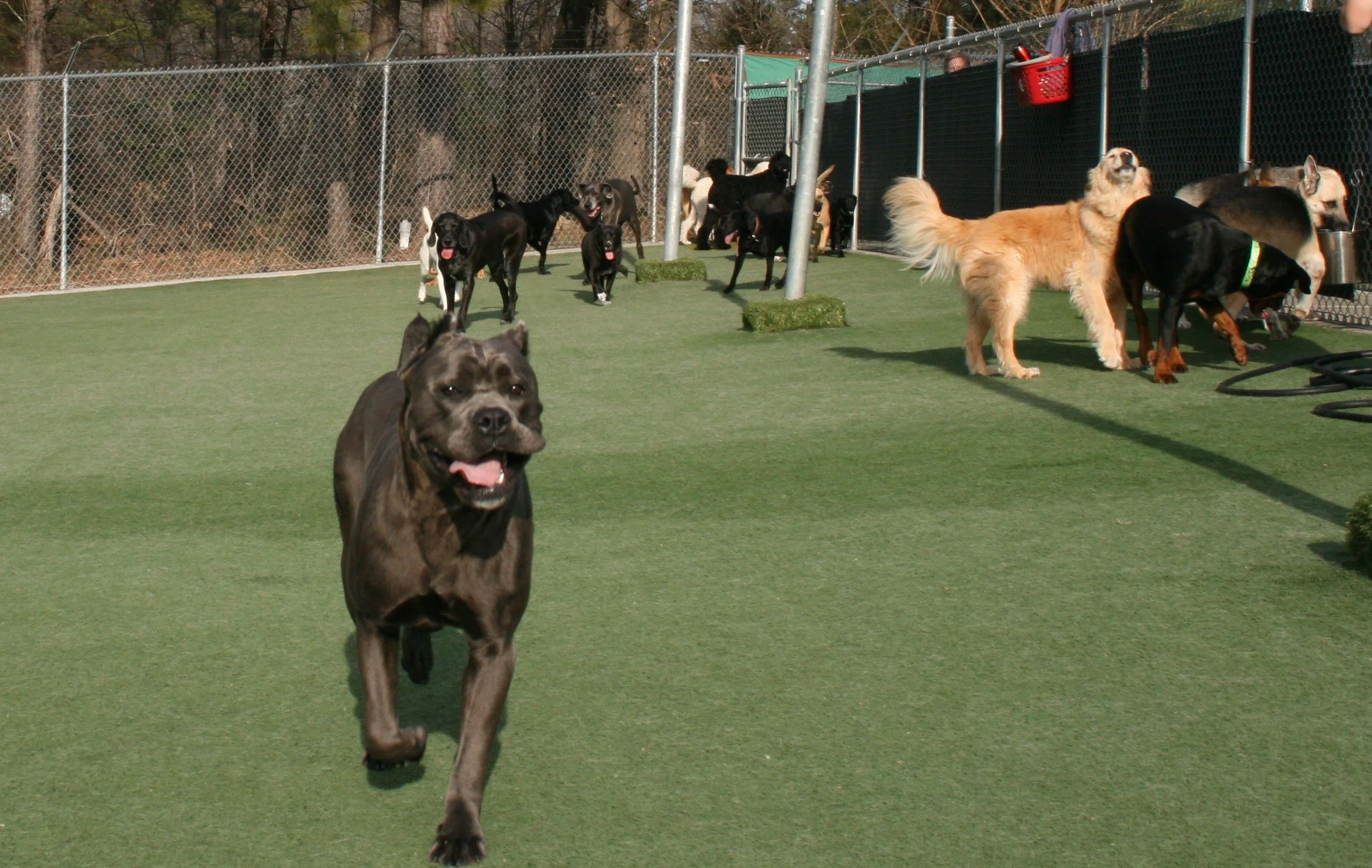 Raleigh Suite Paws & Pet Resort Spa