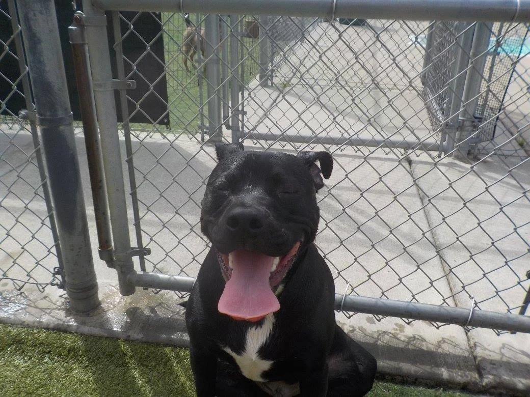 Suite Paws & Pet Resort Spa Photo Gallery