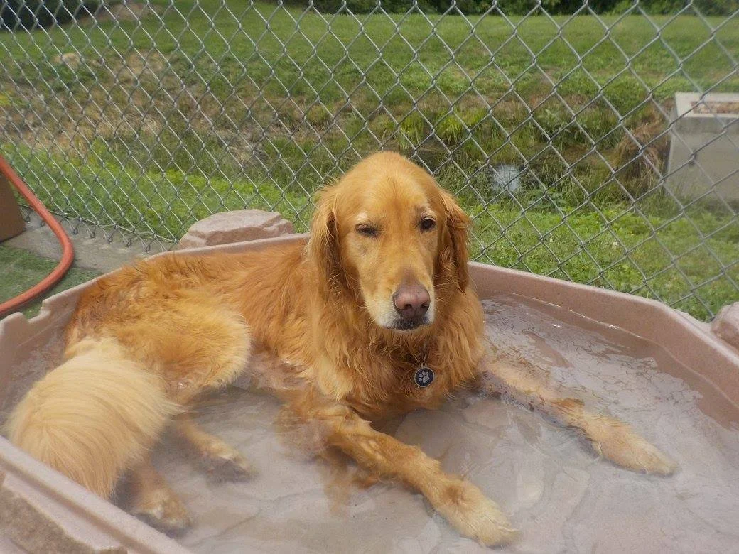 Suite Paws & Pet Resort Spa Photo Gallery