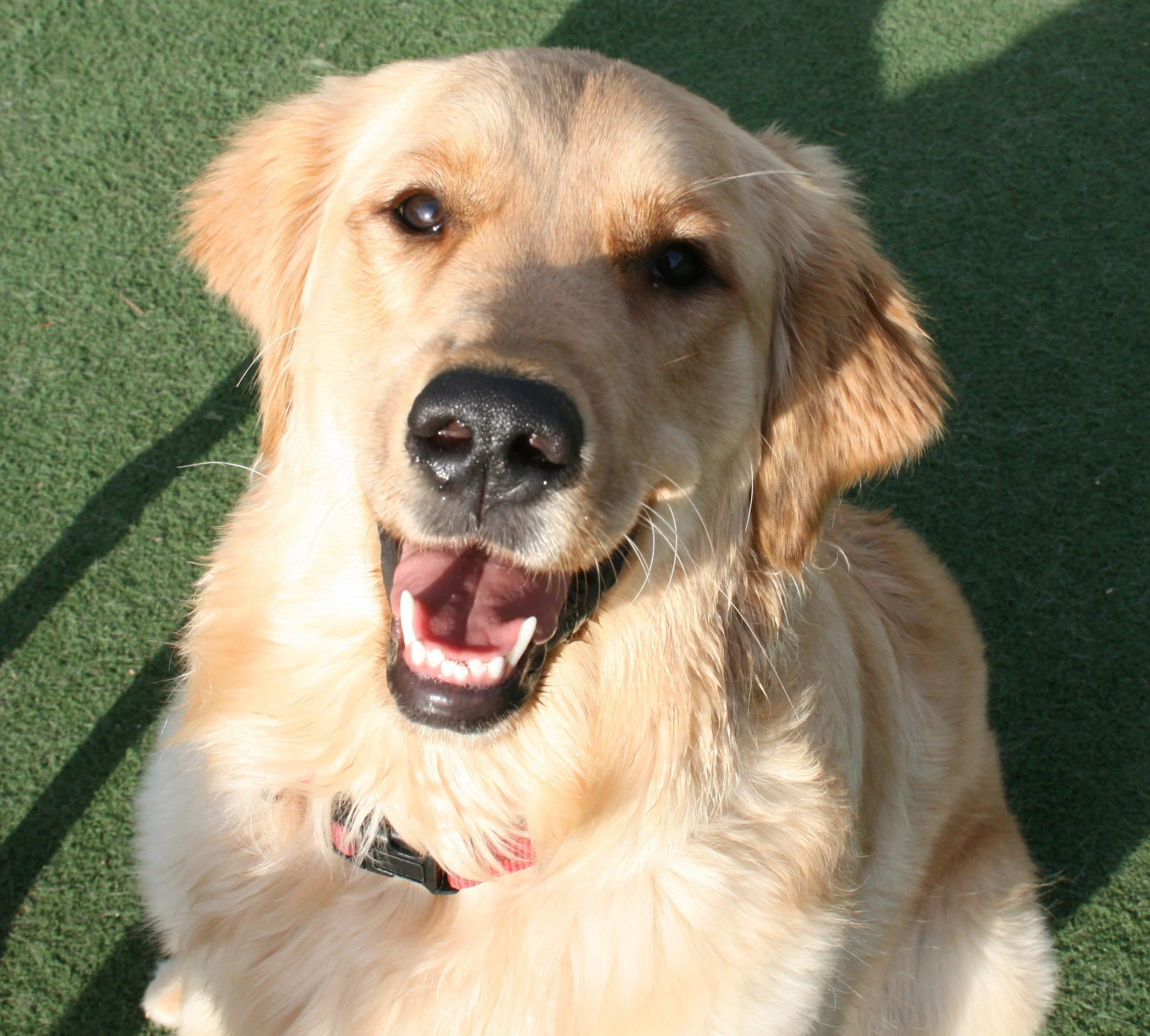 Suite Paws & Pet Resort Spa Photo Gallery