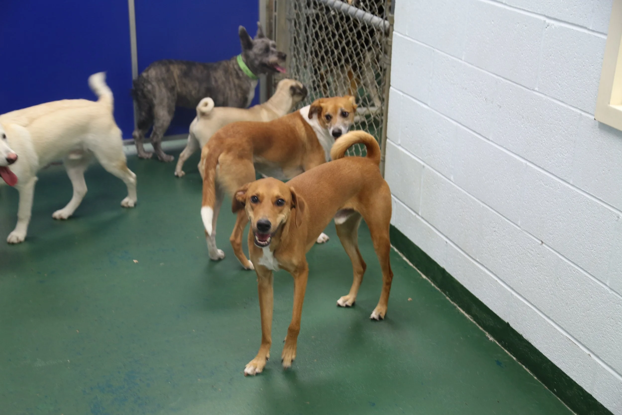 Suite Paws & Pet Resort Spa Photo Gallery