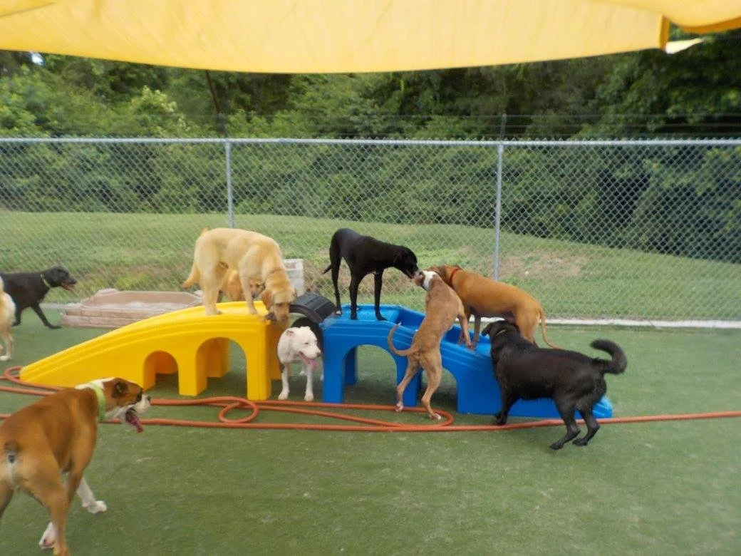 Suite Paws & Pet Resort Spa Photo Gallery