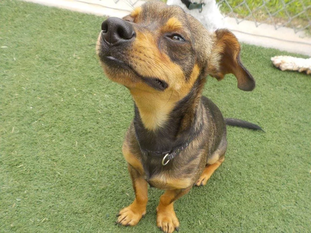 Raleigh Suite Paws & Pet Resort Spa