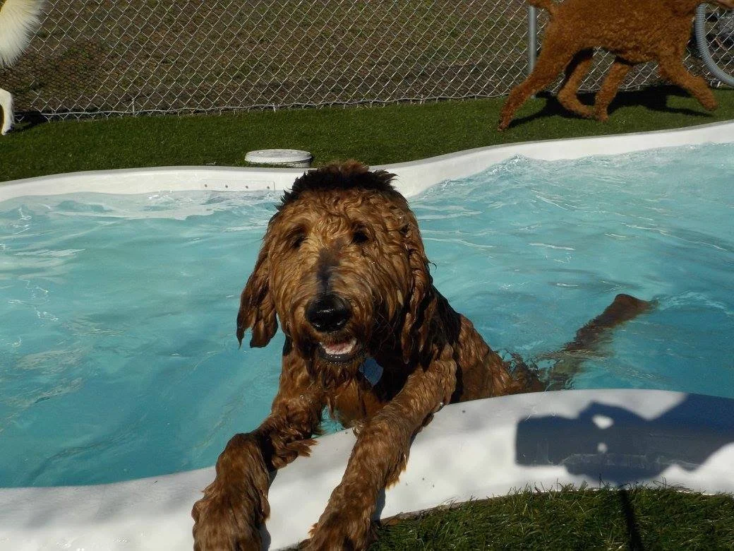 Suite Paws & Pet Resort Spa Photo Gallery