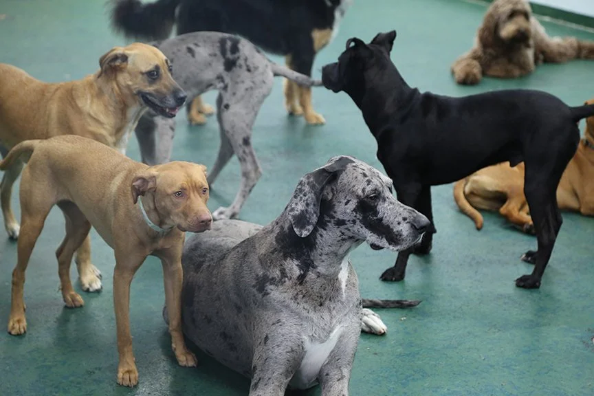 Suite Paws & Pet Resort Spa Photo Gallery