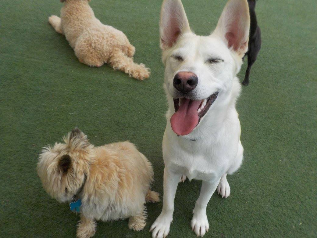 Suite Paws & Pet Resort Spa Photo Gallery