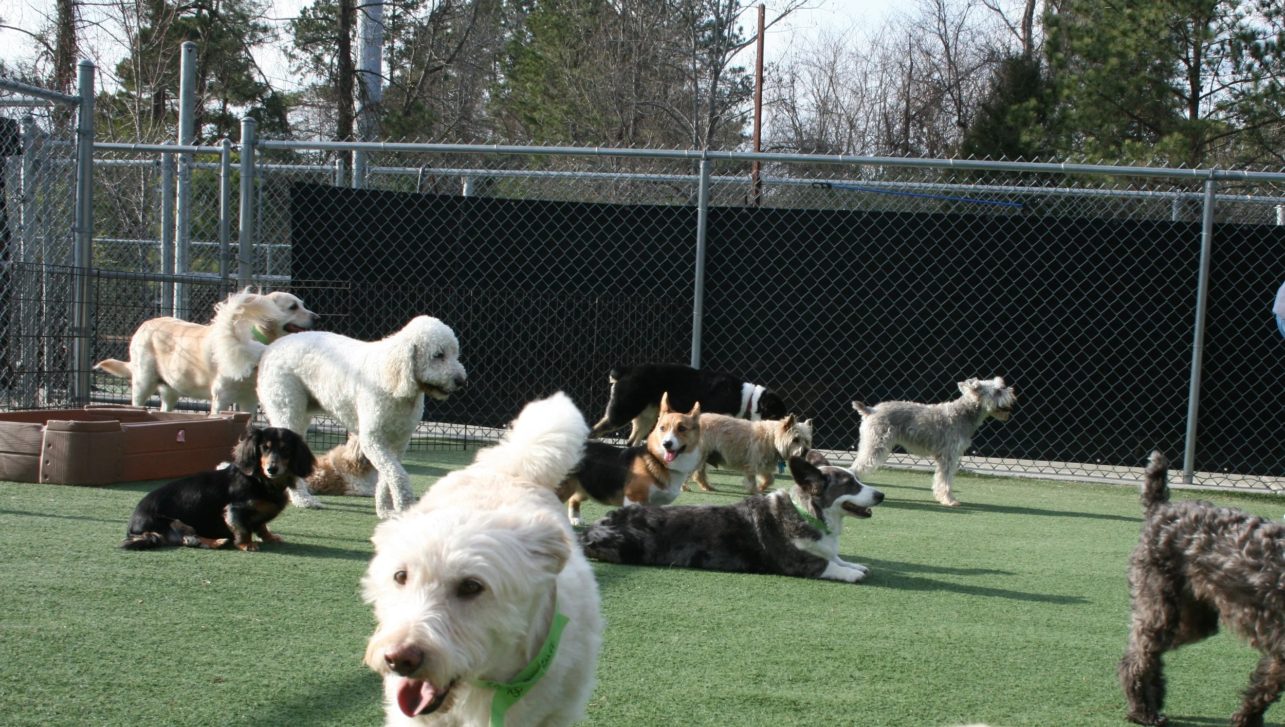 Raleigh Suite Paws & Pet Resort Spa