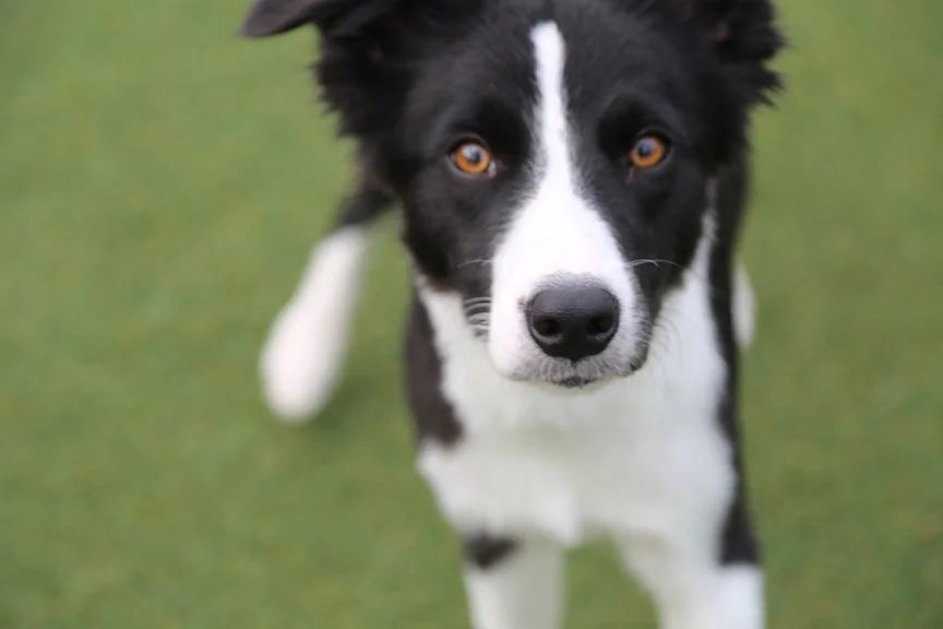 Suite Paws & Pet Resort Spa Photo Gallery