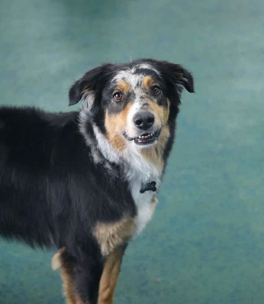 Suite Paws & Pet Resort Spa Photo Gallery