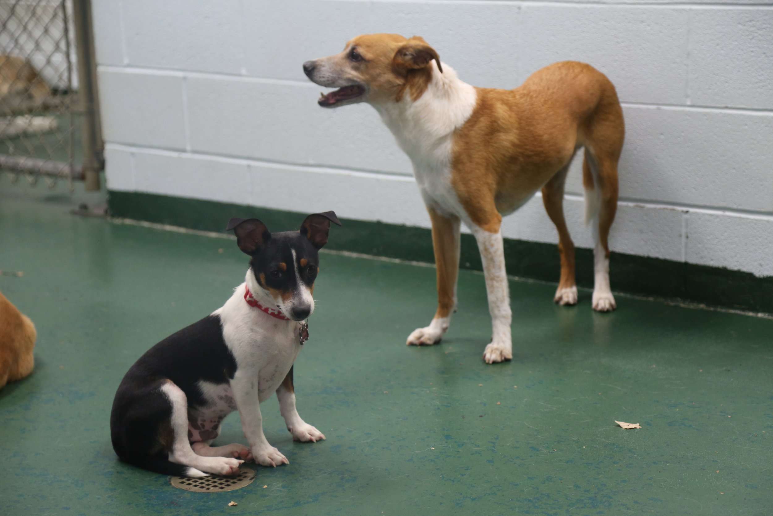 Suite Paws & Pet Resort Spa Photo Gallery