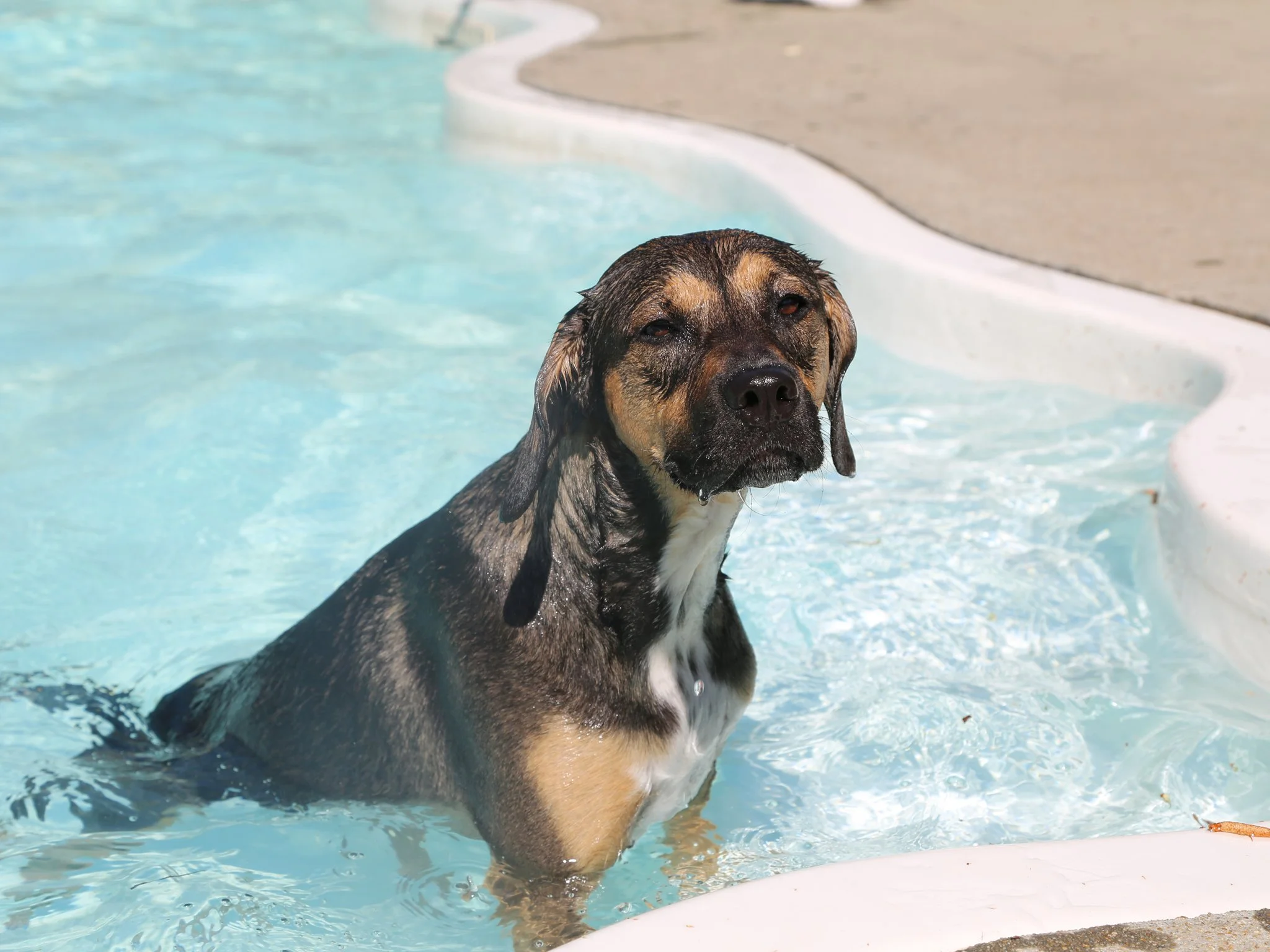 Suite Paws & Pet Resort Spa Photo Gallery