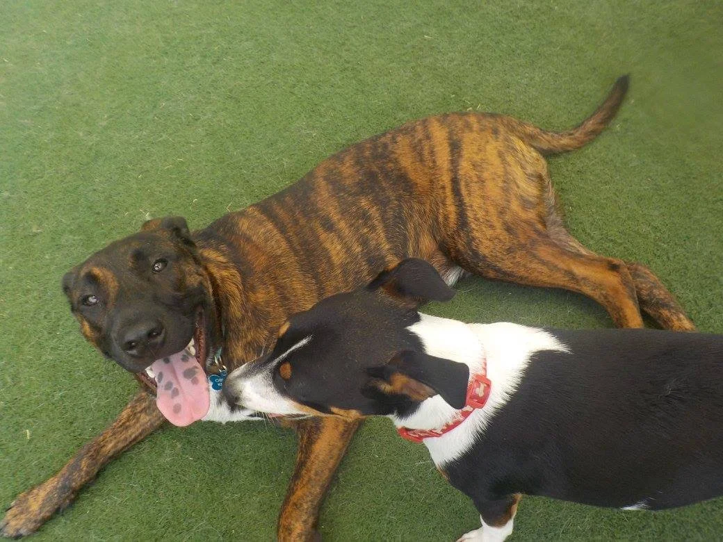 Suite Paws & Pet Resort Spa Photo Gallery