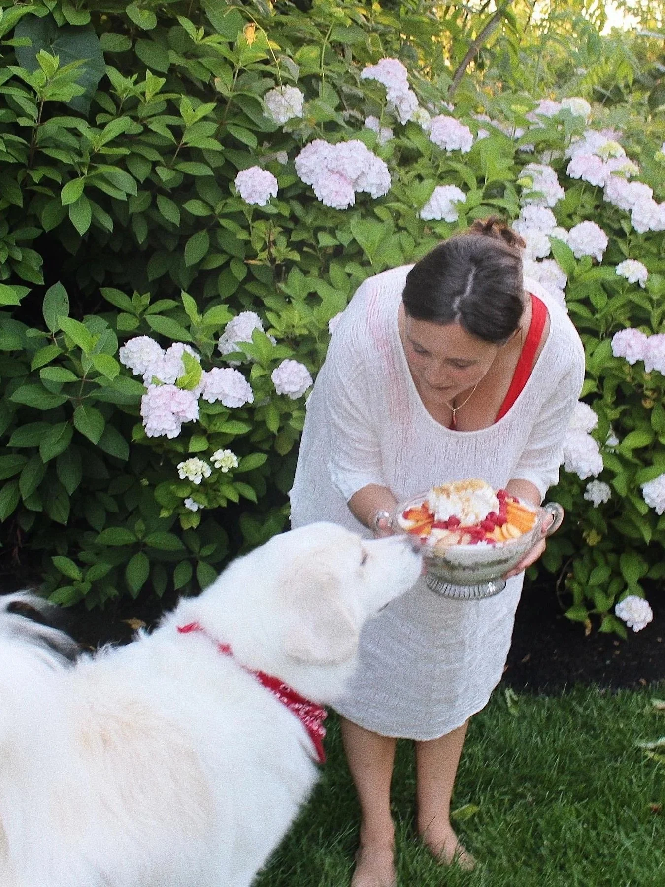 A woman in a white dress holding a trifle, with a white dog wearing a red bandana looking at the bowl, outside near flowering bushes