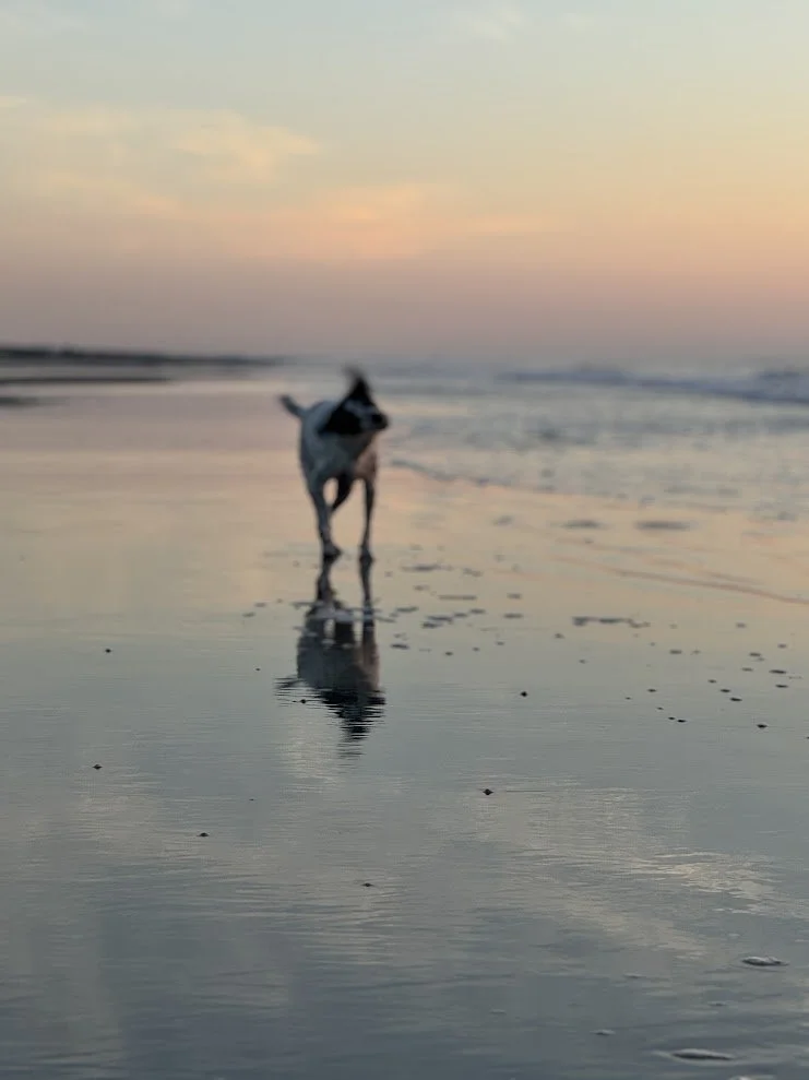 A dog walking along the wet sand at the beach during sunset, with its reflection visible on the surface of the water.