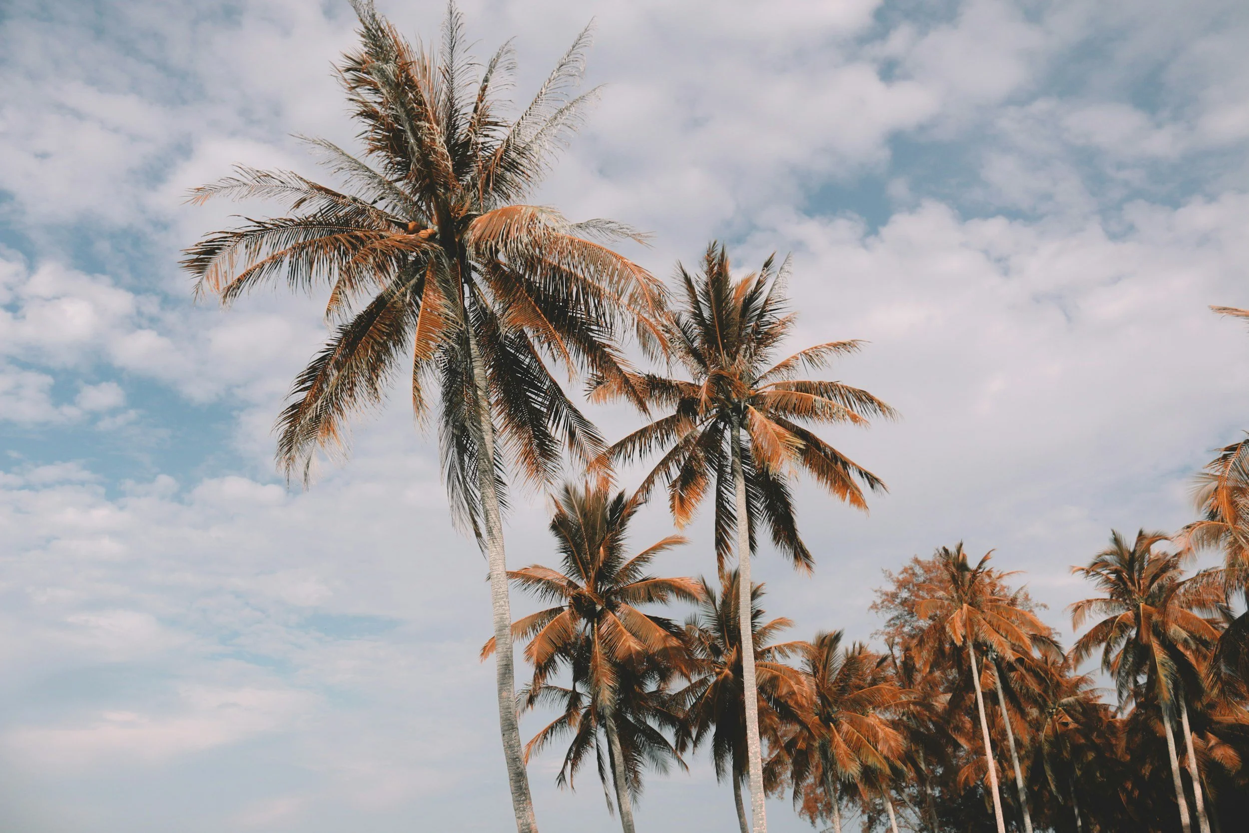 Several tall palm trees against a partly cloudy sky.